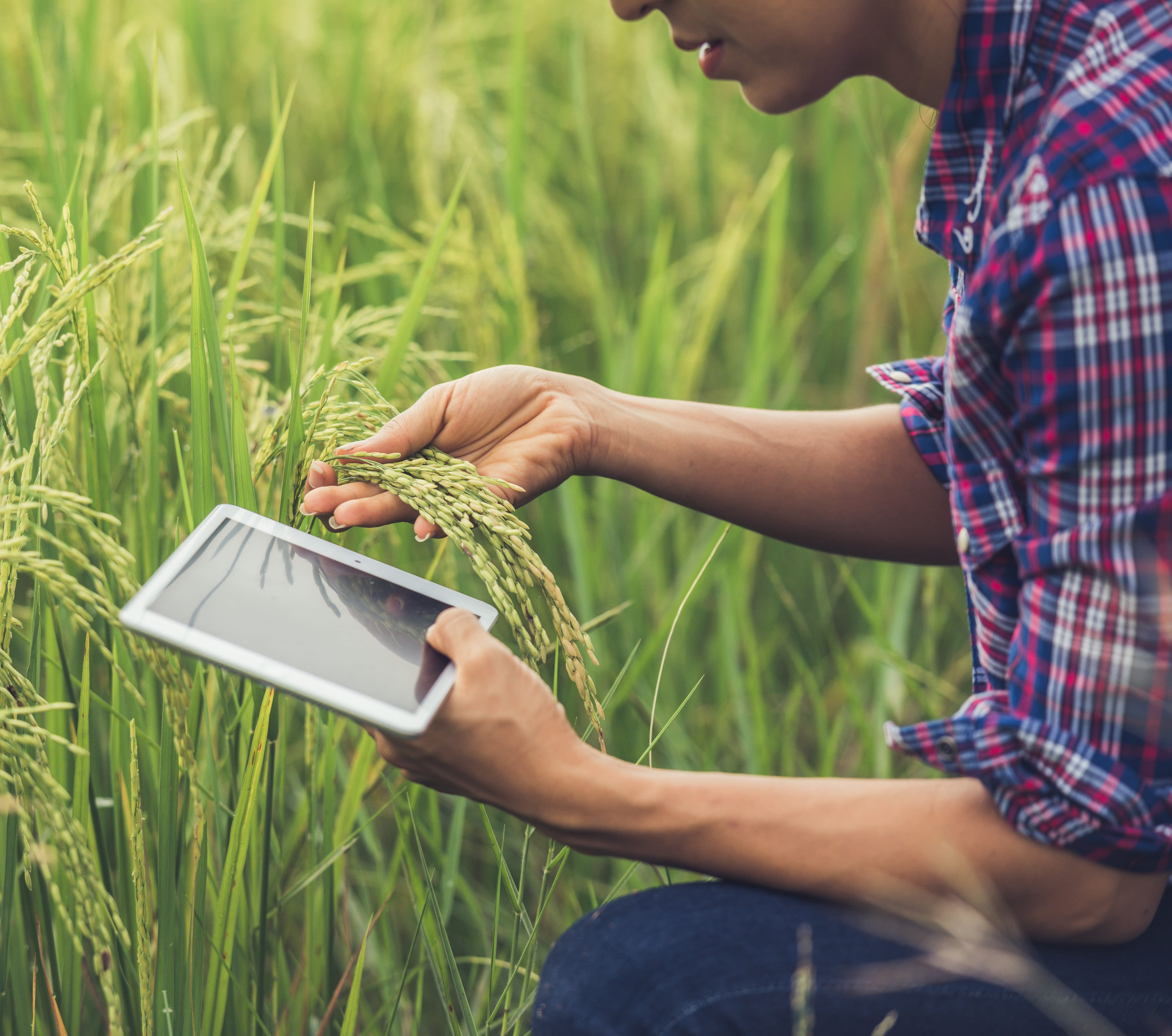 Agriculture